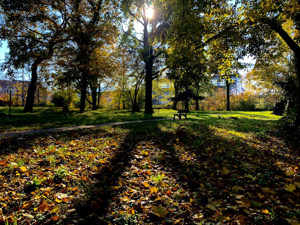 green grass field with trees during daytime