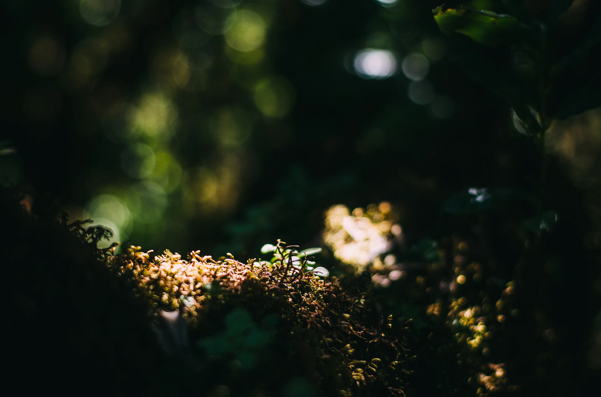 A vibrant, high-resolution illustration of a serene forest scene with delicate light filtering through the trees.