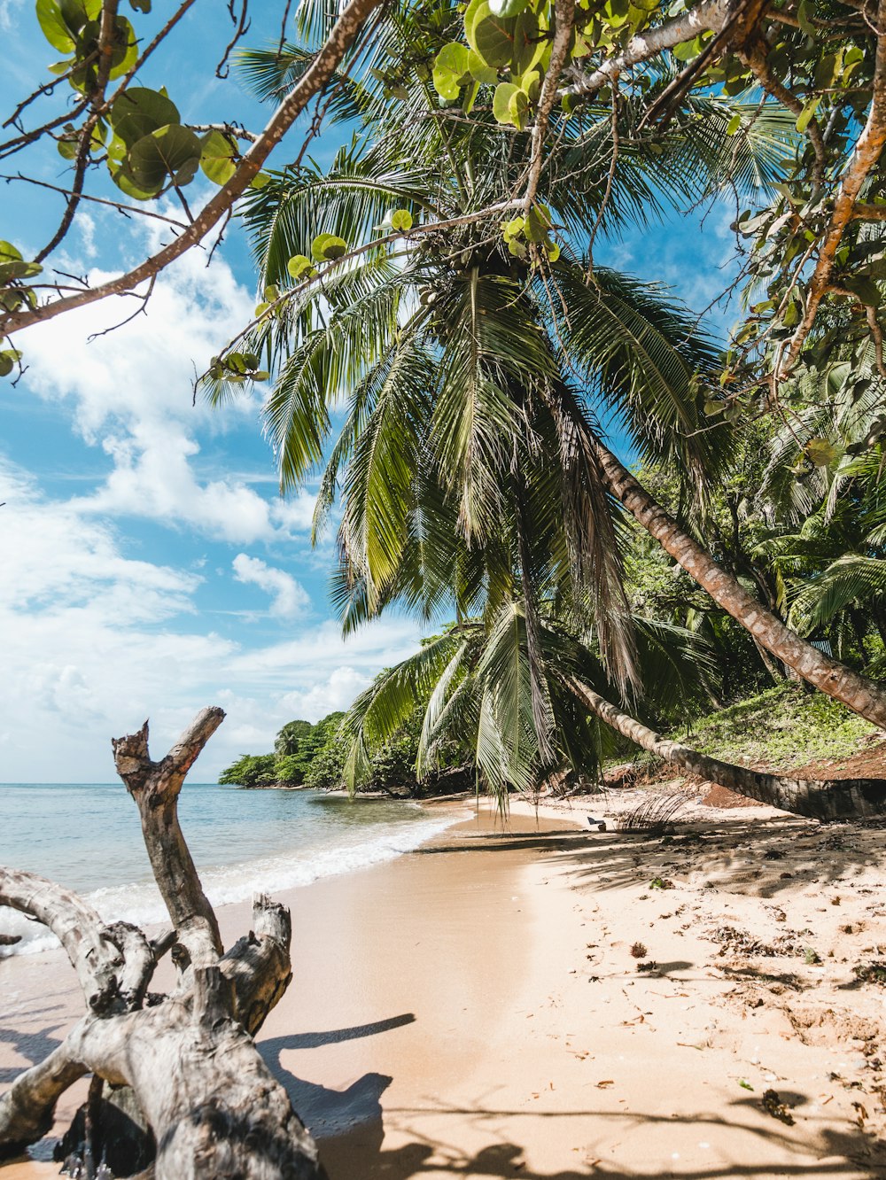 green palm tree on beach shore during daytime