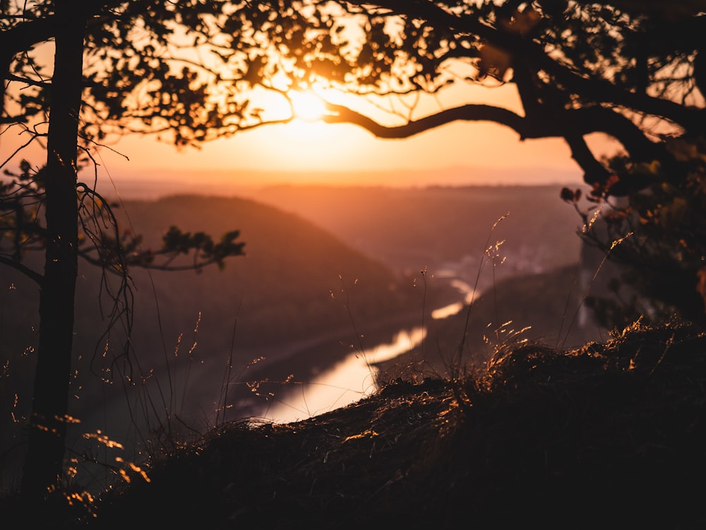 silhouette of tree near body of water during sunset