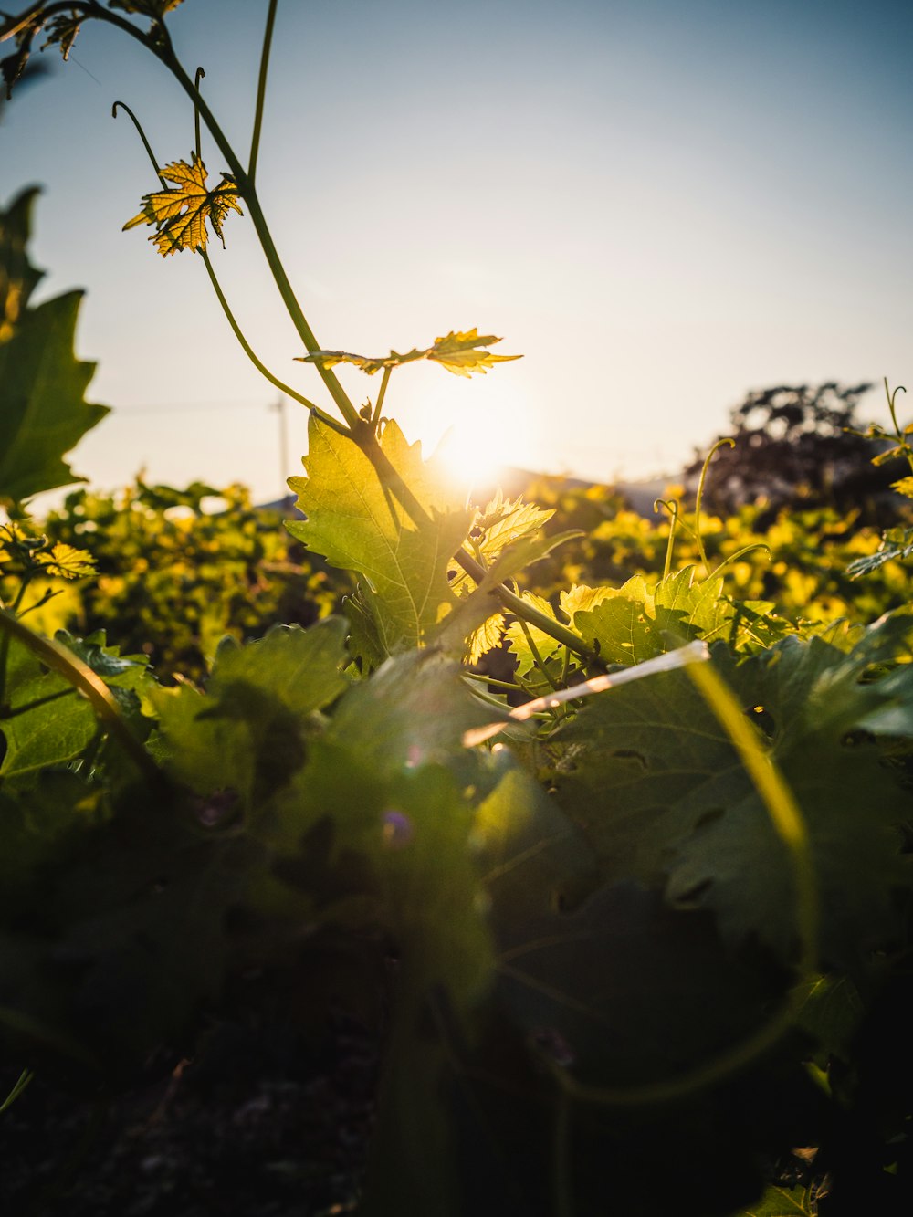 yellow flower with green leaves during daytime