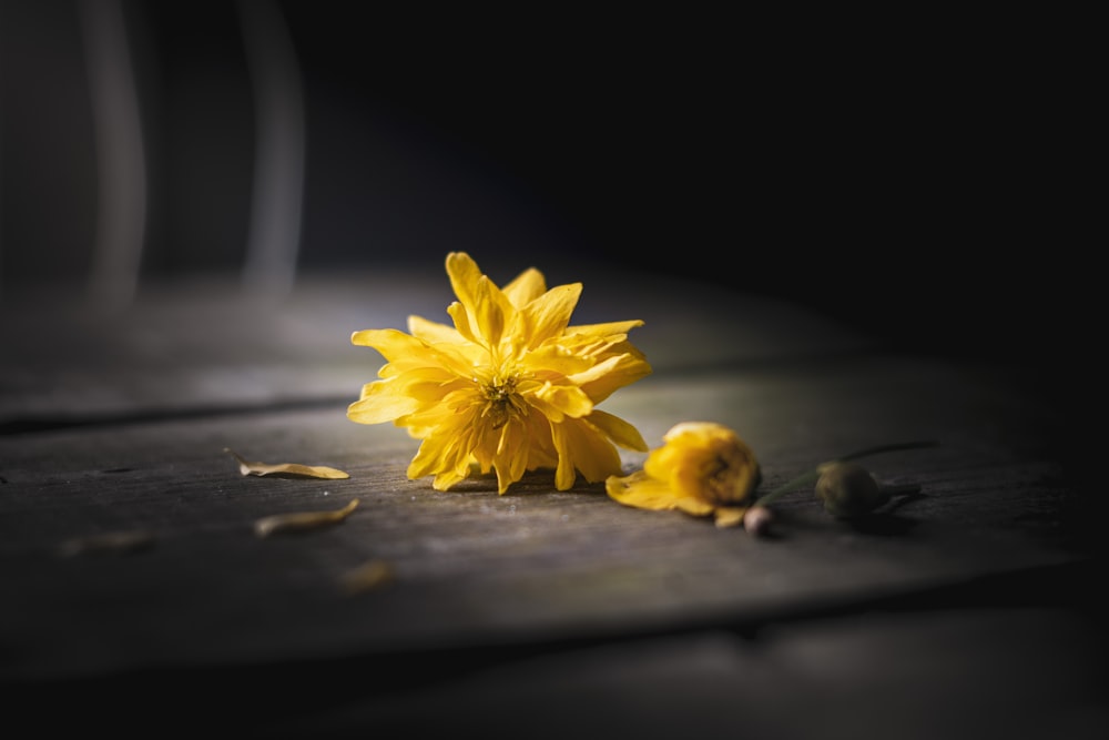 yellow flower on brown wooden table