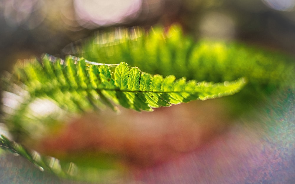 green leaf in macro photography