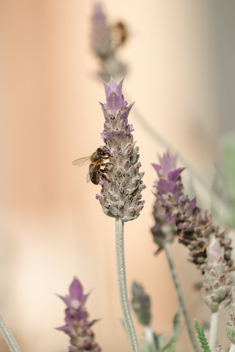 purple flower in macro lens