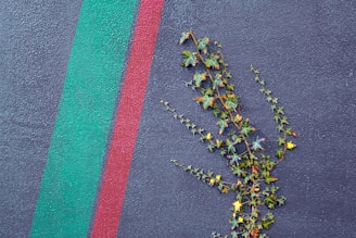 A textured wall features two parallel stripes, one green and the other red. A vine with green leaves and some yellow foliage grows diagonally across the wall, adding a natural element to the geometric composition.