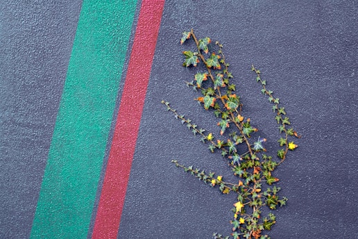 A textured wall features two parallel stripes, one green and the other red. A vine with green leaves and some yellow foliage grows diagonally across the wall, adding a natural element to the geometric composition.