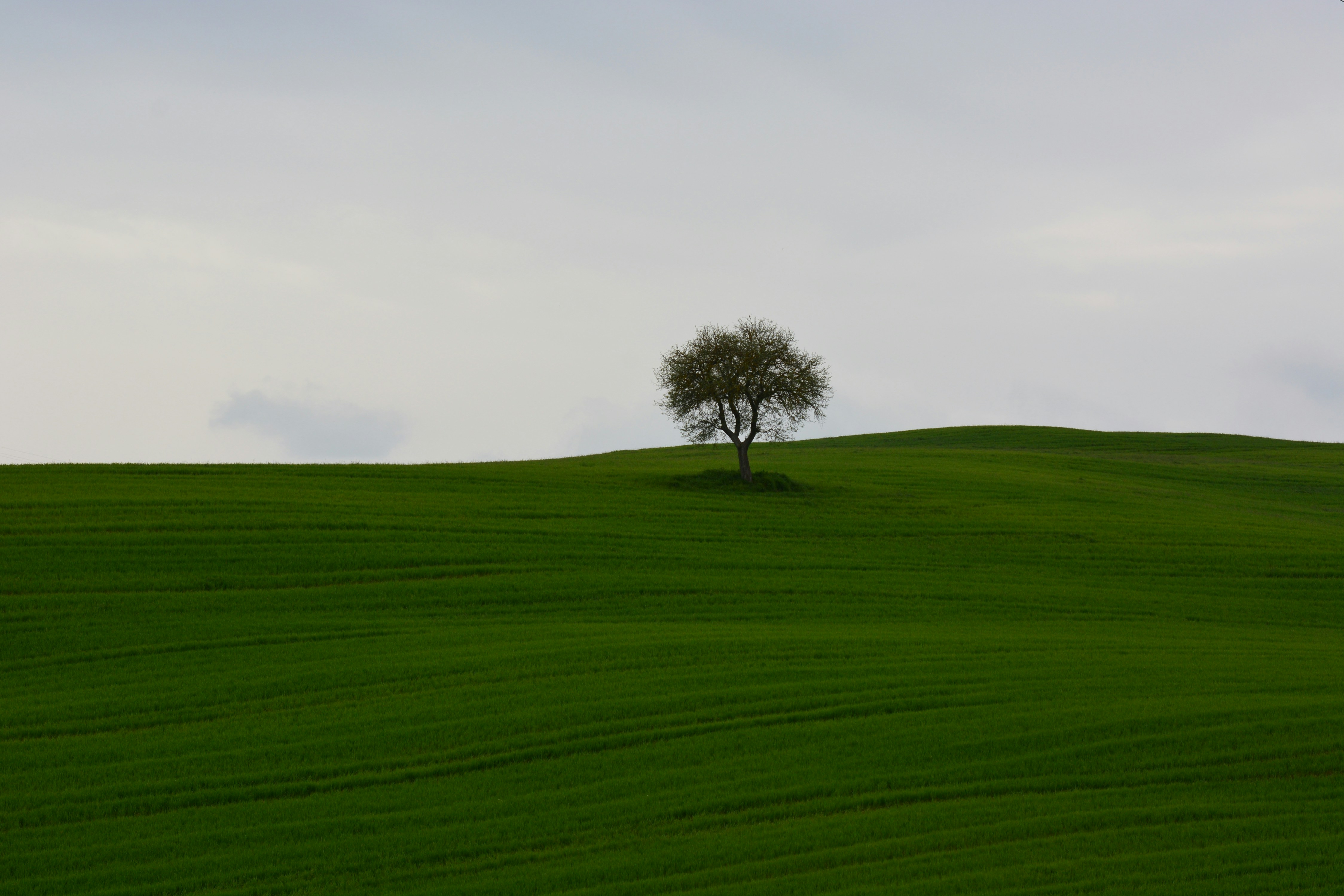 green grass field with tree during daytime