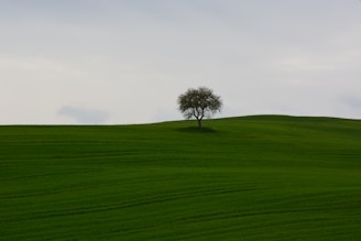 green grass field with tree during daytime