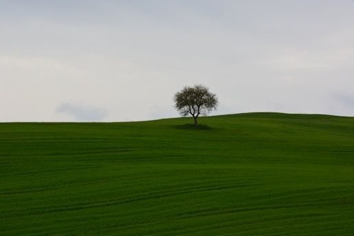 green grass field with tree during daytime