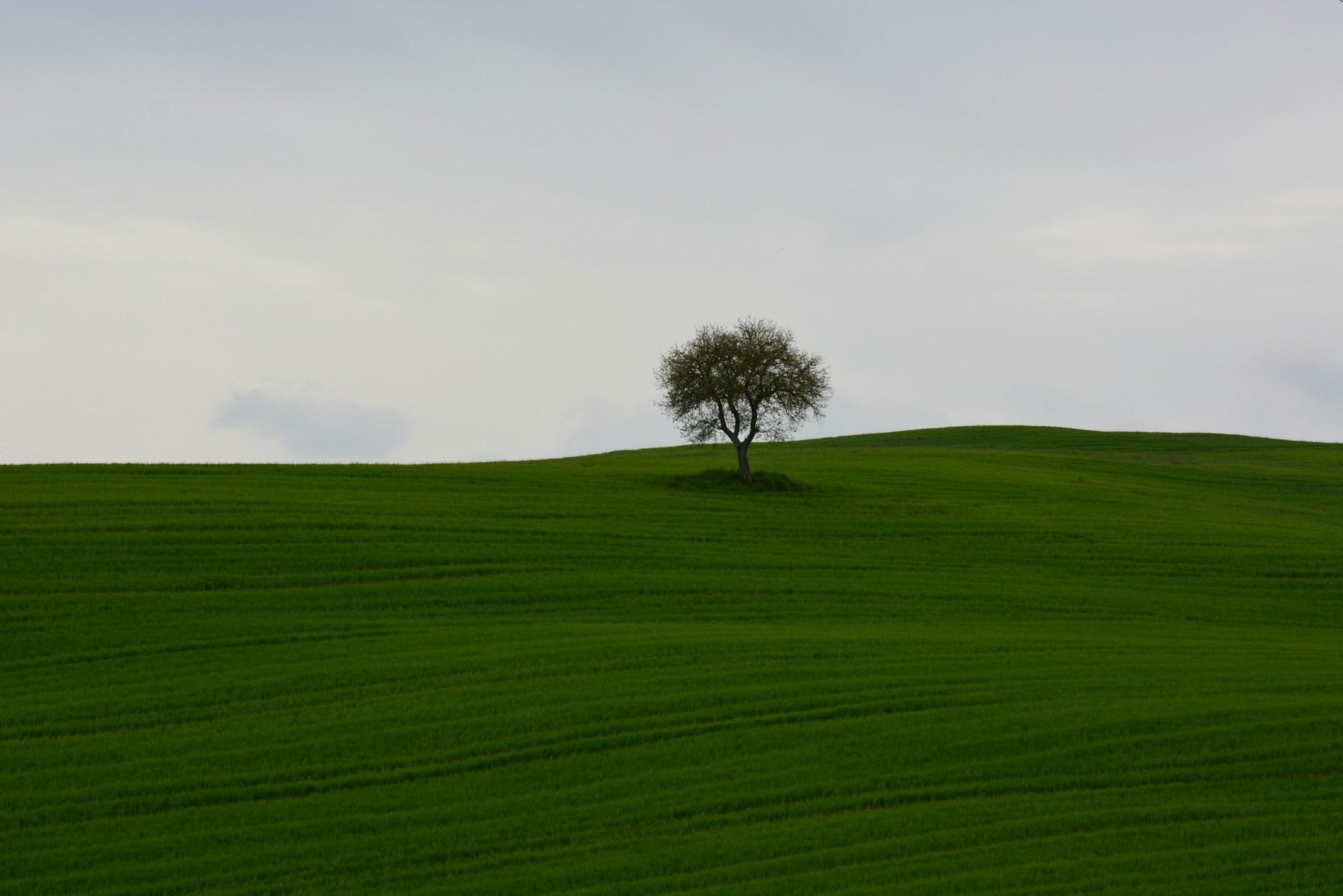 green grass field with tree during daytime
