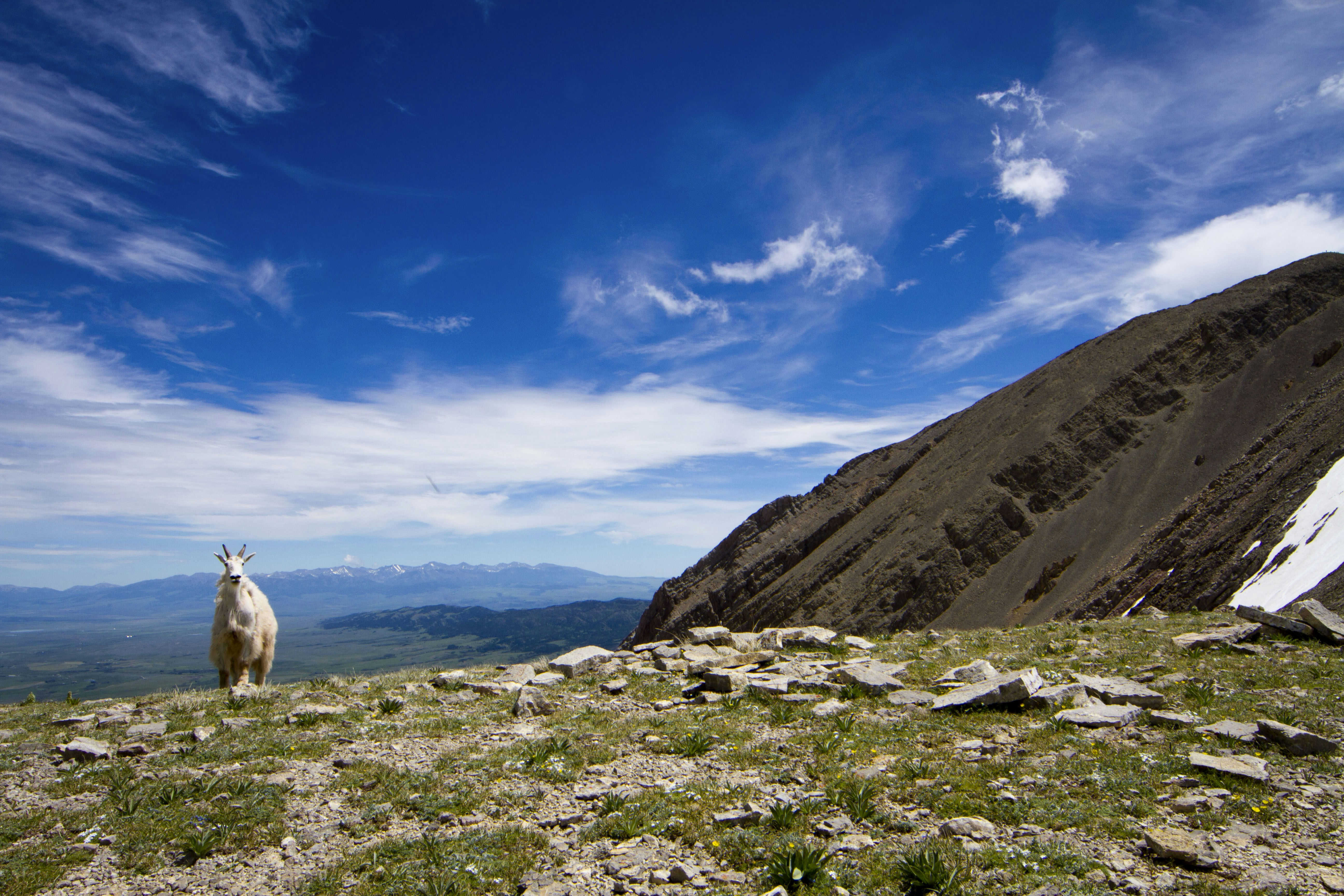 white sheep on green grass field near brown mountain under blue sky during daytime, Another shot from the same 4th of July hike in the Bridgers. This goat was from a different herd which had bedded down in a patch of snow north of Sacagawea Peak. 