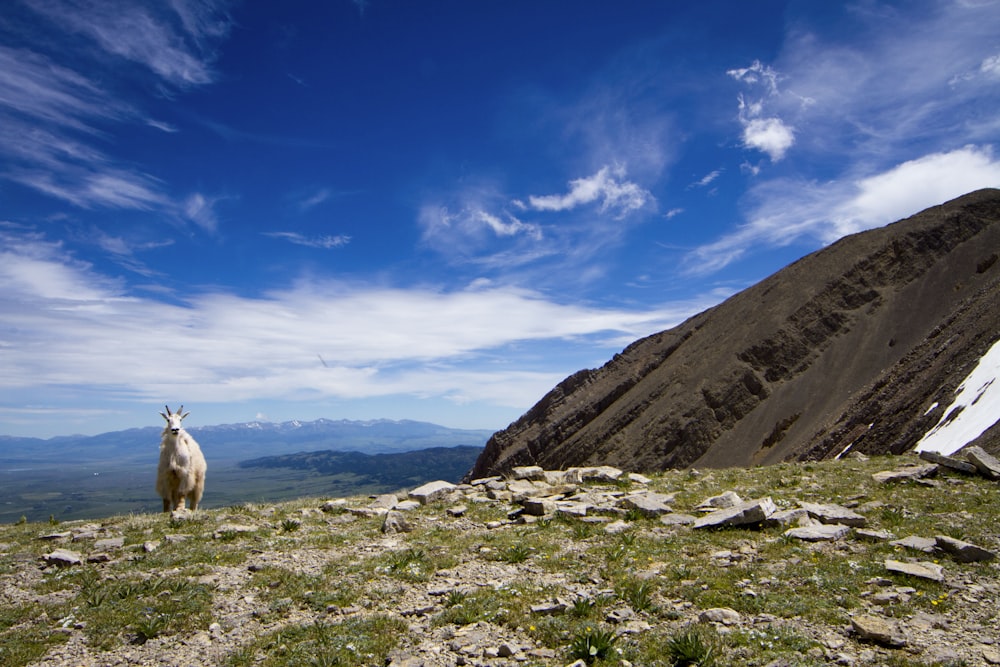 white sheep on green grass field near brown mountain under blue sky during daytime