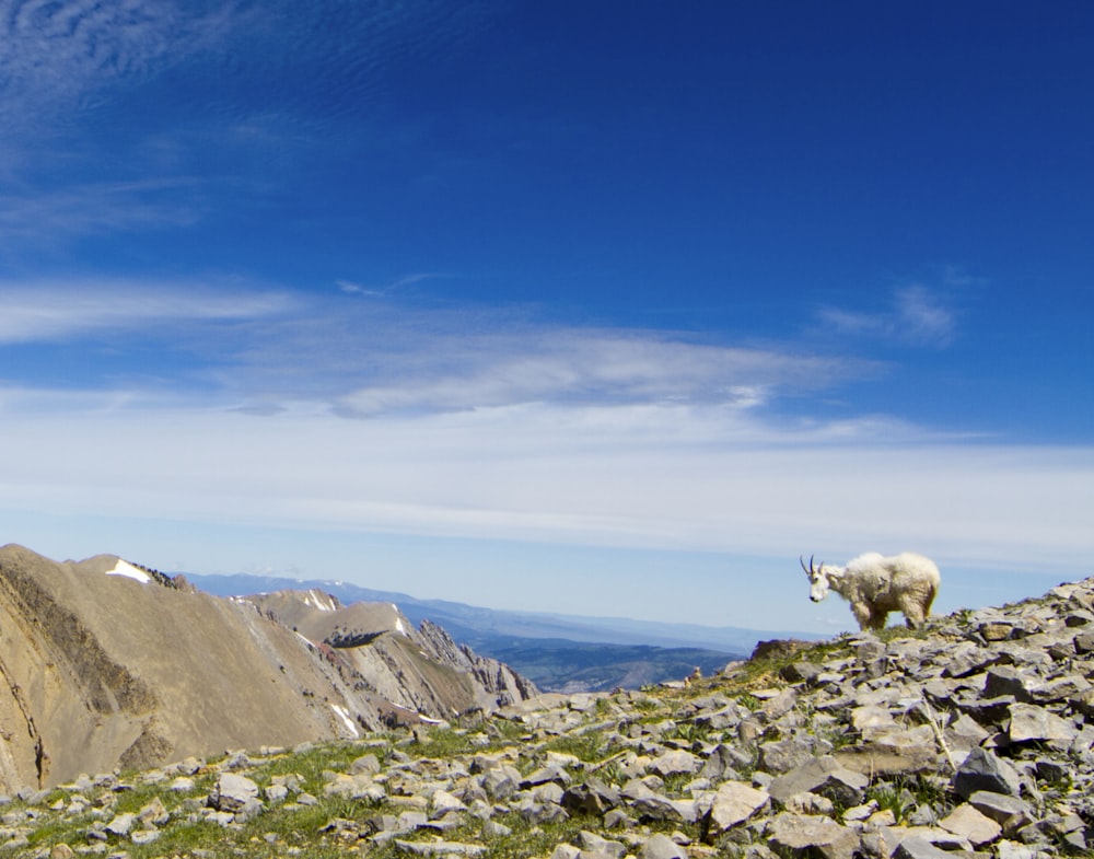 cabra branca e marrom na montanha rochosa durante o dia