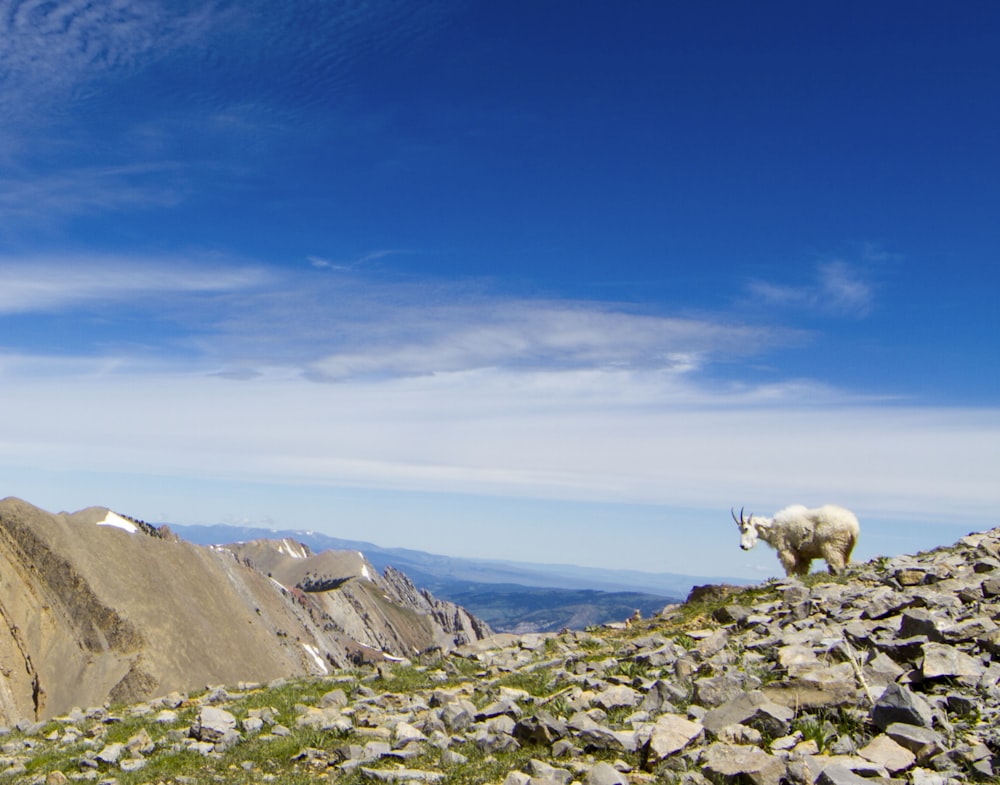 white and brown goat on rocky mountain during daytime