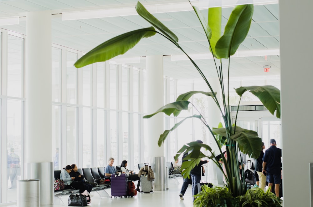 people sitting on chair near green plant