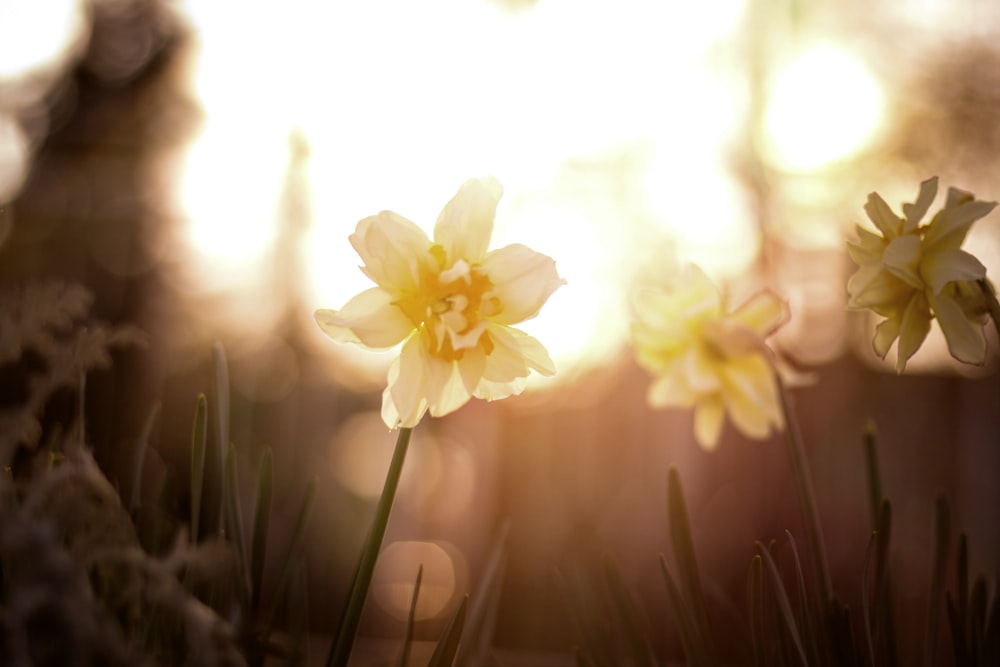 yellow flower in tilt shift lens