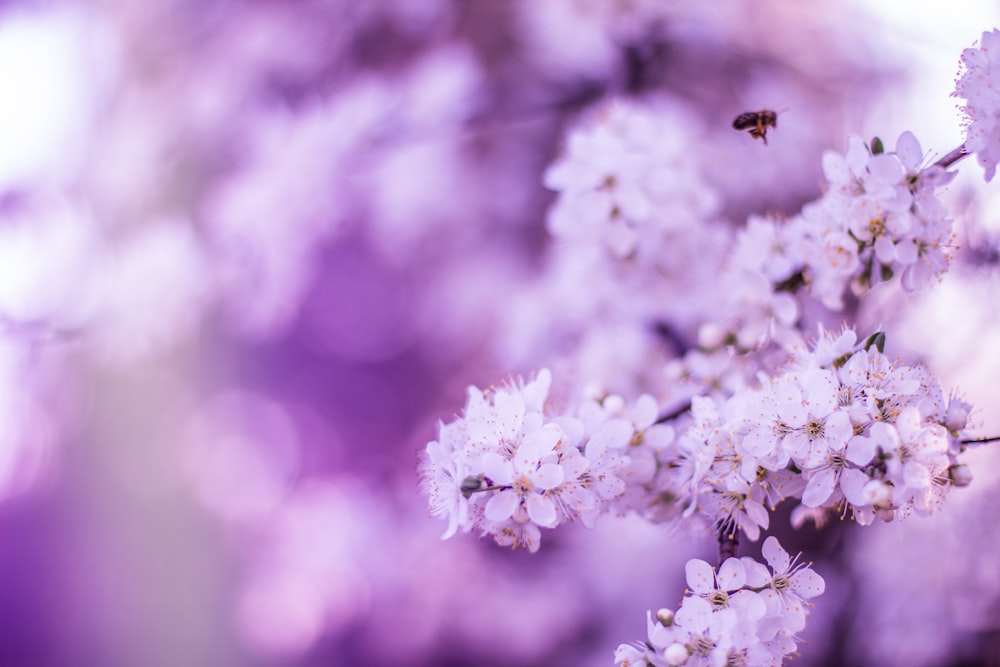 white and purple flower in tilt shift lens