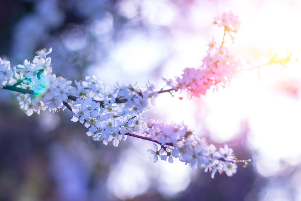 white and pink cherry blossom