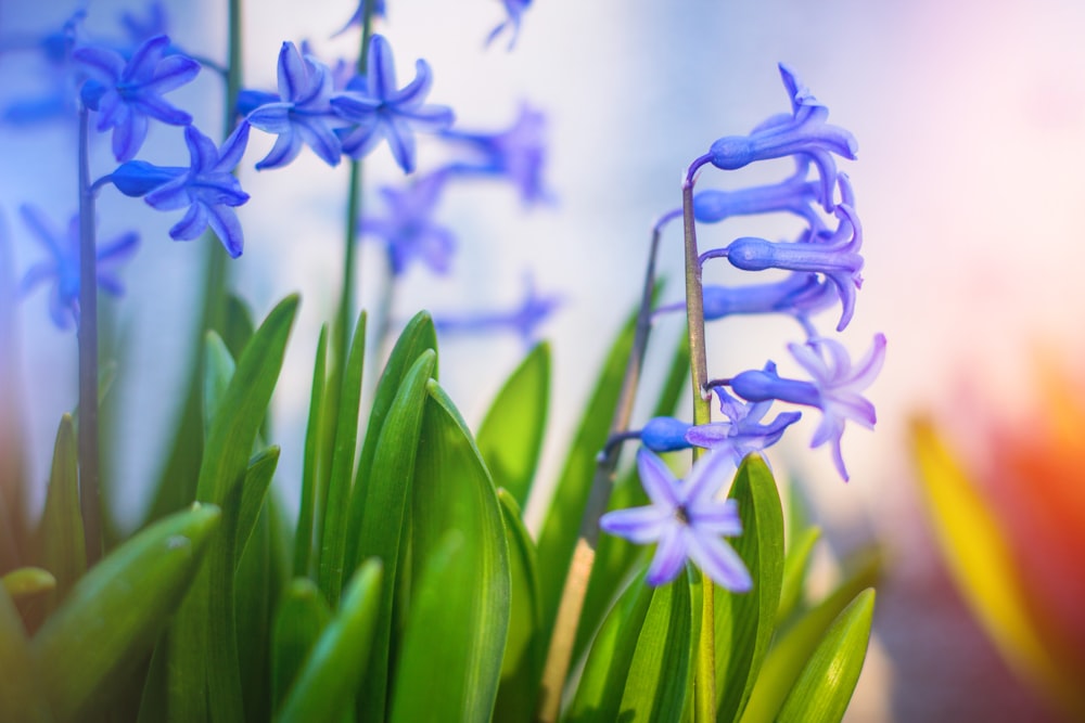 purple flowers with green leaves