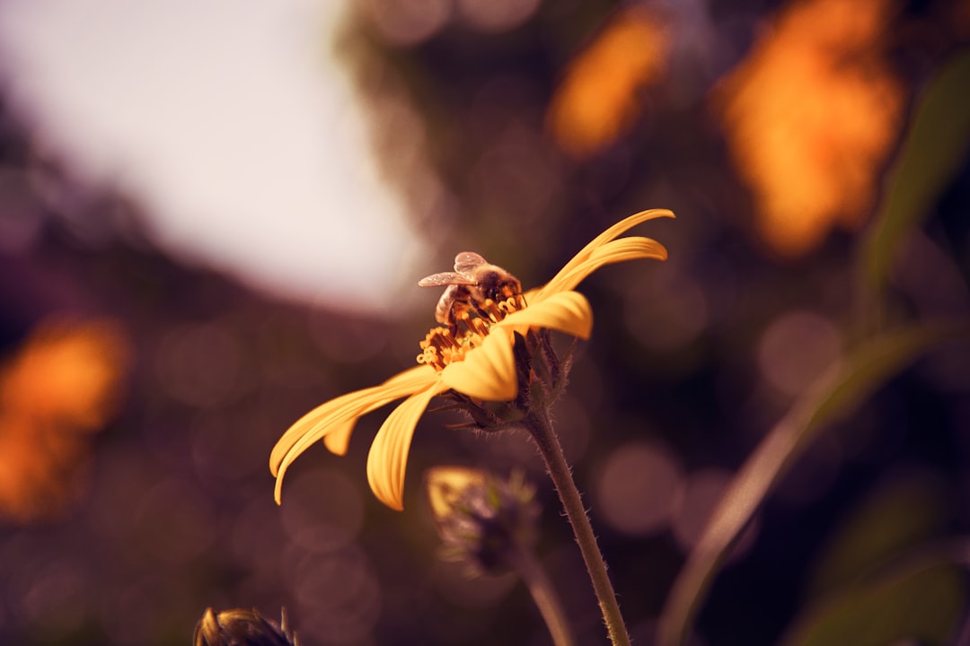 bee on yellow flower in tilt shift lens