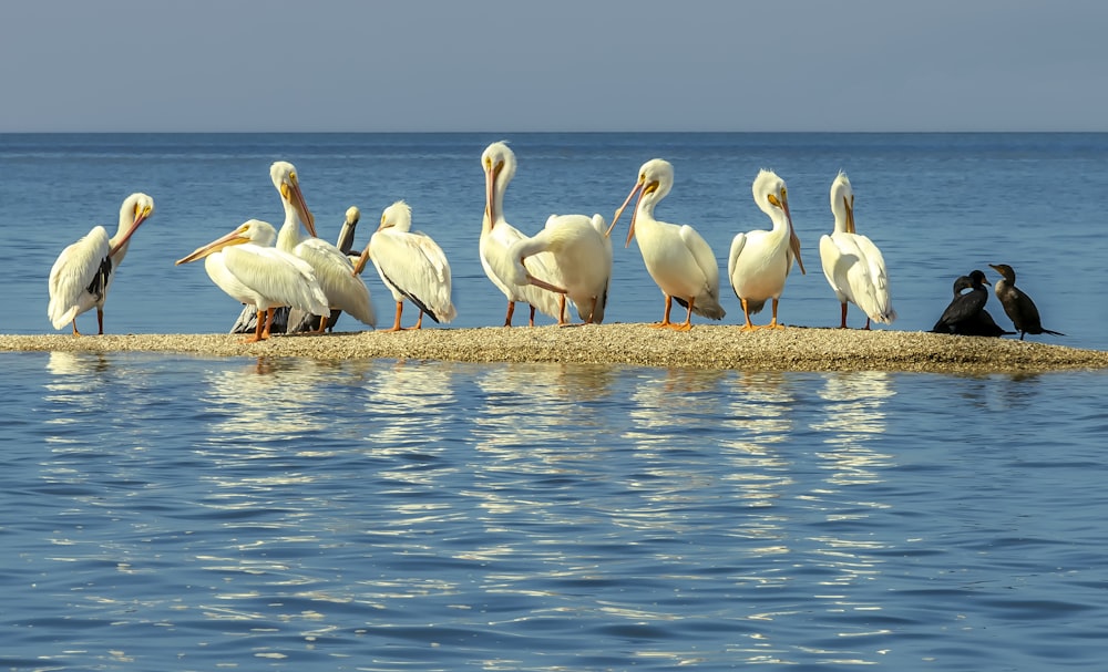 white birds on blue body of water during daytime
