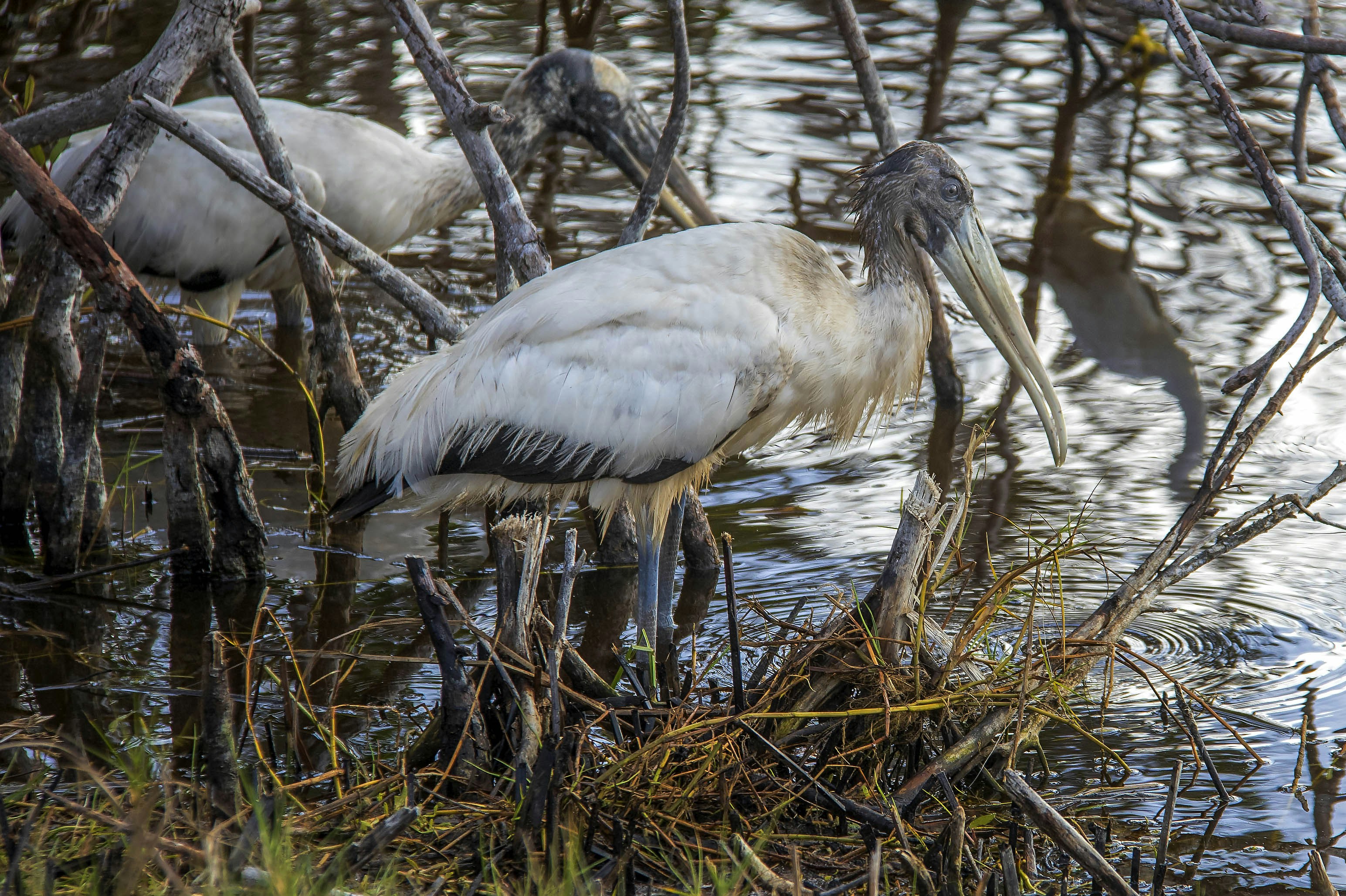 Photo by sterlinglanier