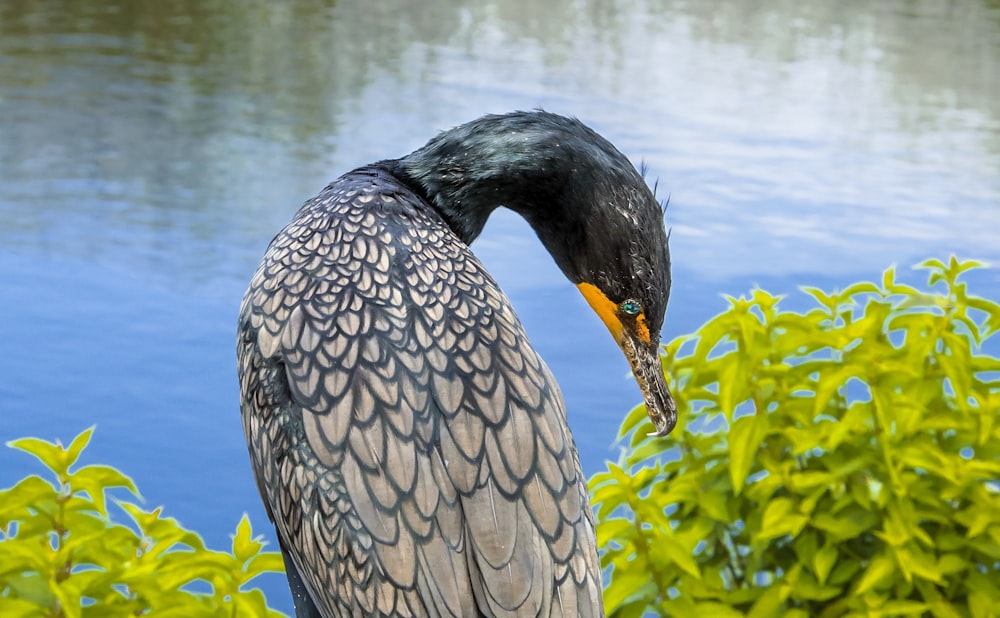 black duck on water during daytime