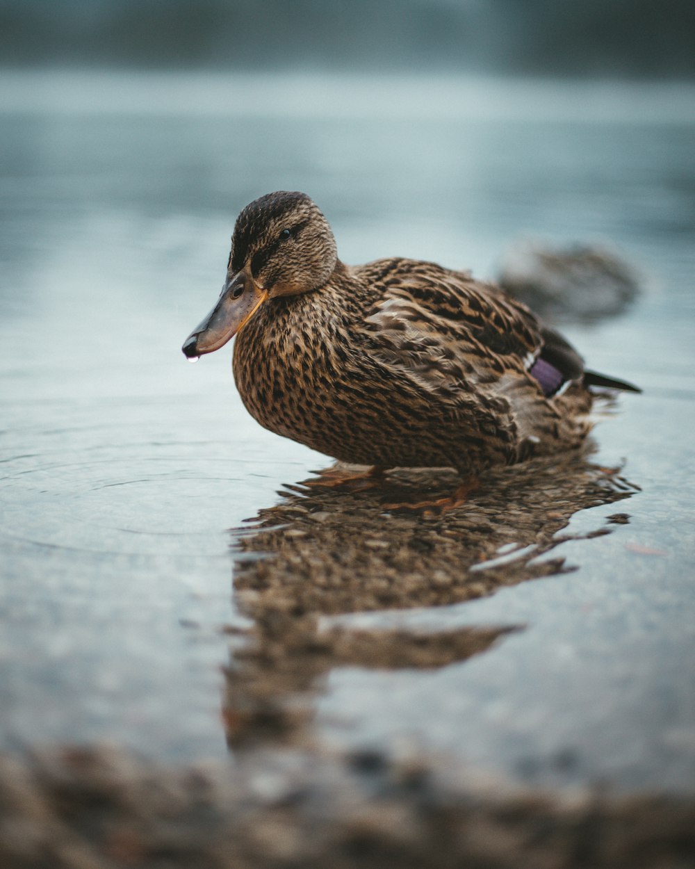 brown duck on water during daytime