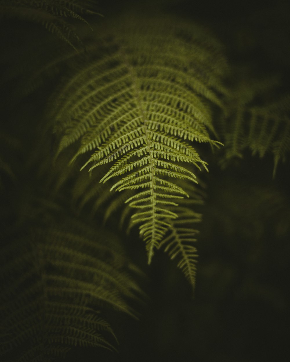 green fern plant in close up photography