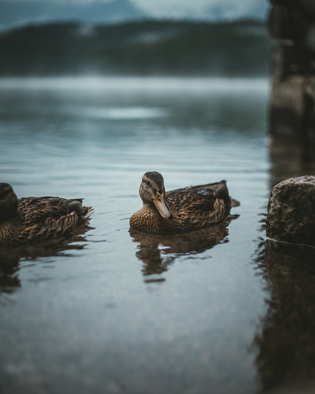 two brown duck on water during daytime