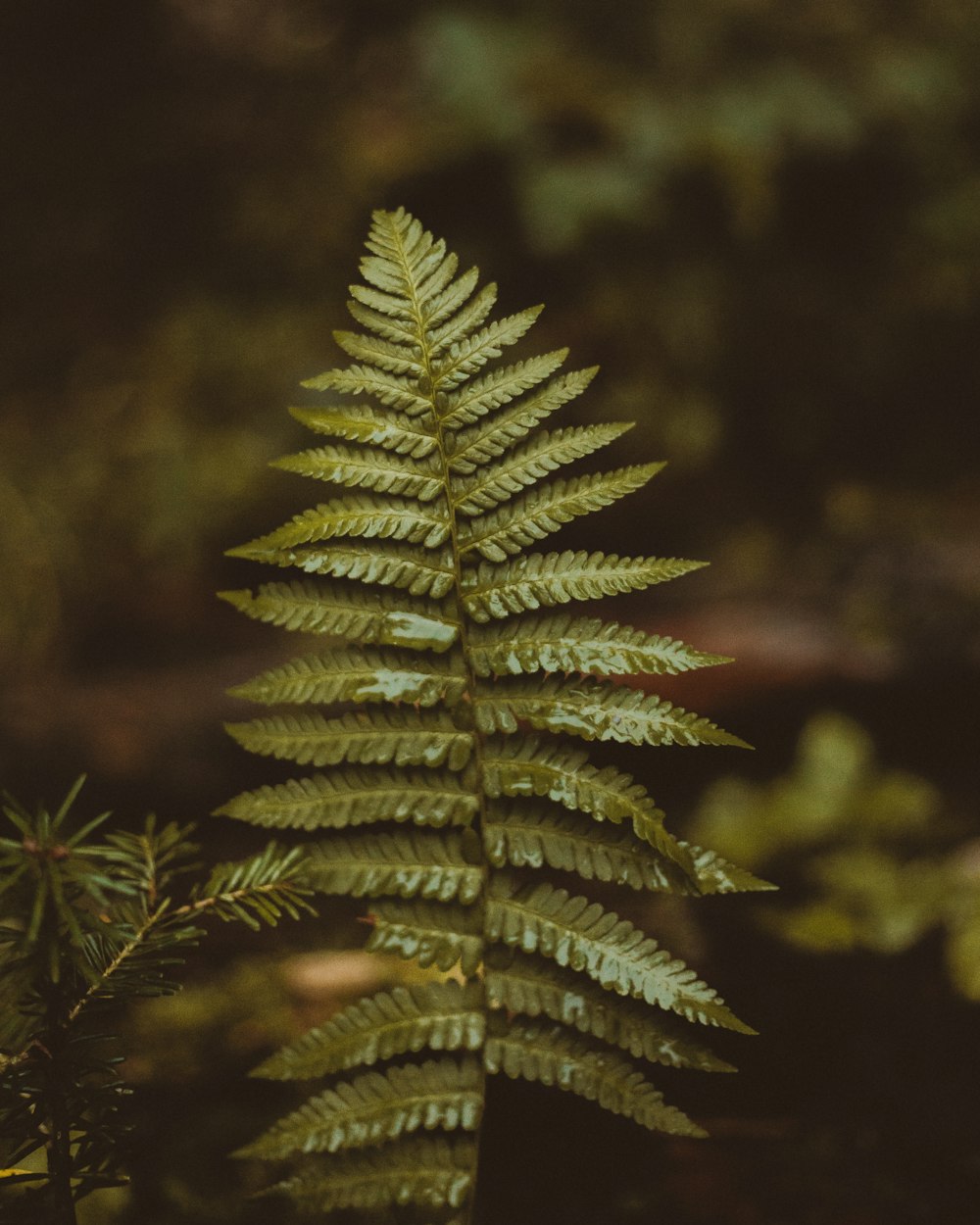 green fern plant in close up photography