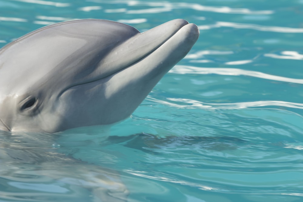 white dolphin in blue water