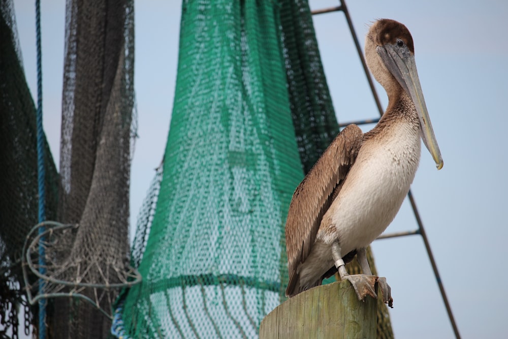 brown pelican perched on green net