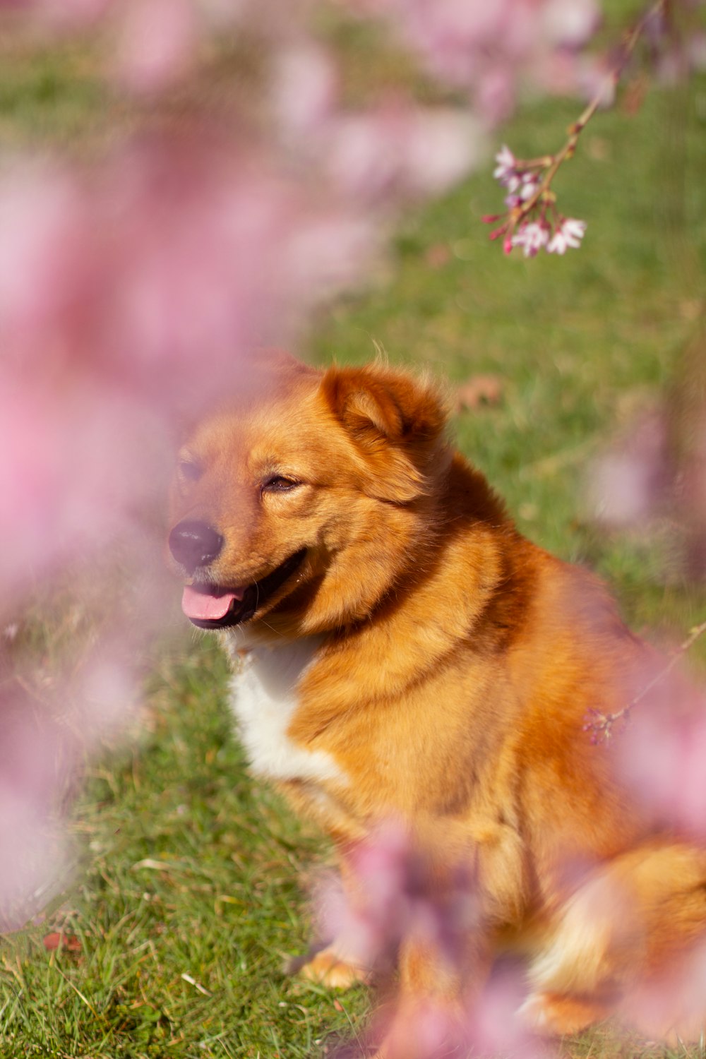 brown and white long coated dog on green grass during daytime