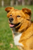 A smiling dog with freshly trimmed fur posing outdoors in soft sunlight.