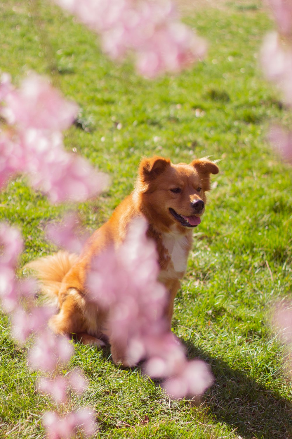 brown and white long coated dog on green grass field