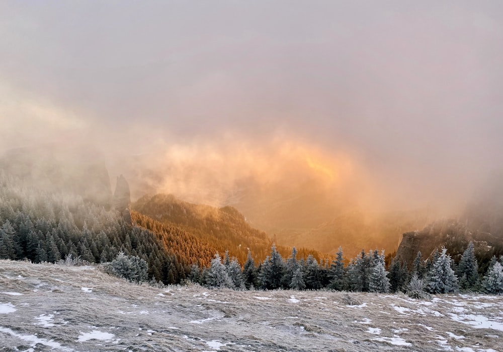 snow covered trees and mountains during daytime