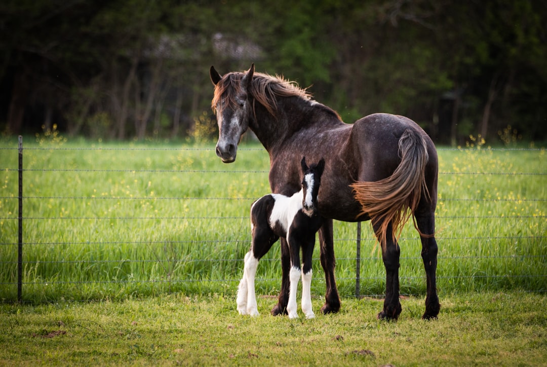 brown and white horse on green grass field during daytime