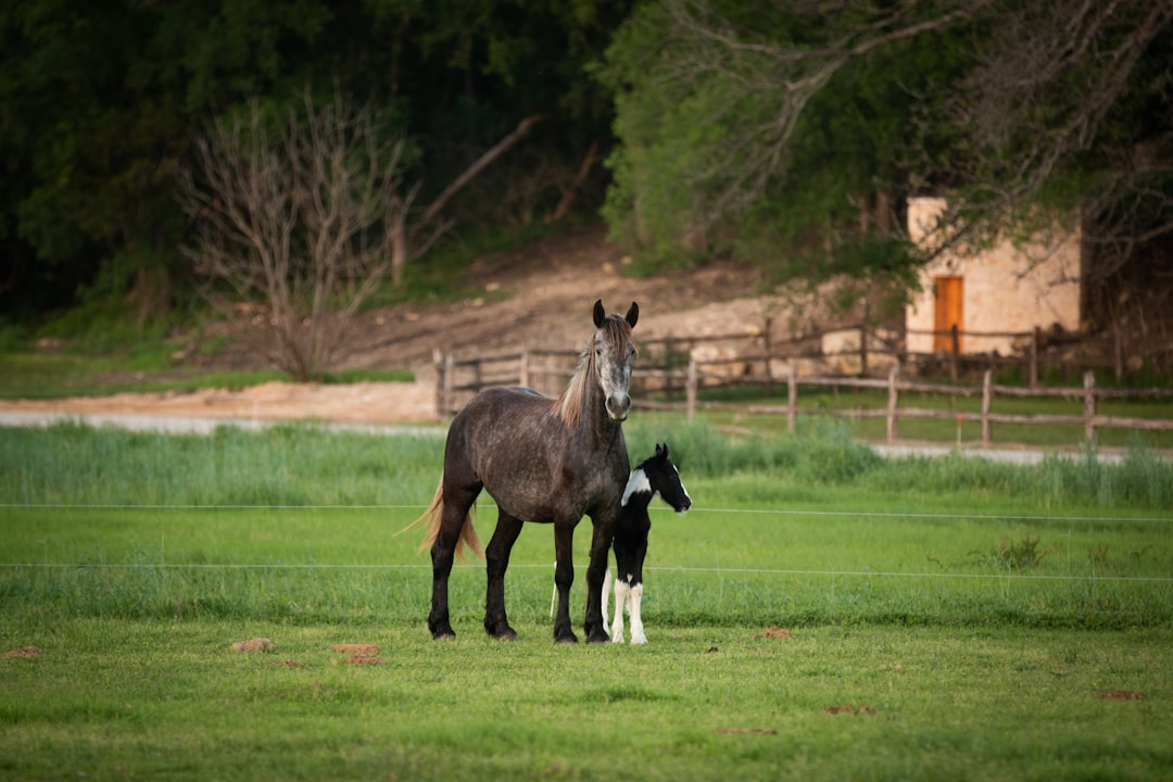 black horse running on green grass field during daytime