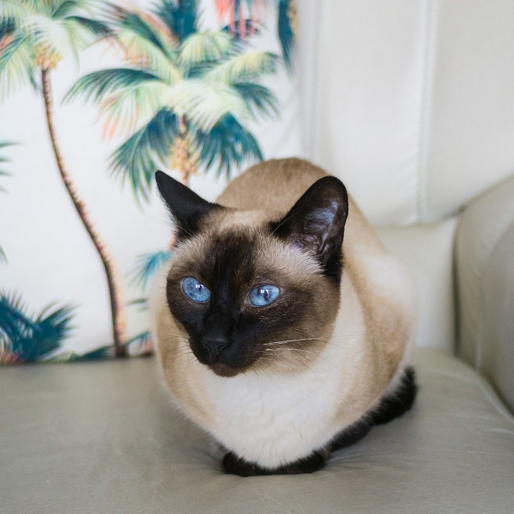 brown and black cat on white sofa