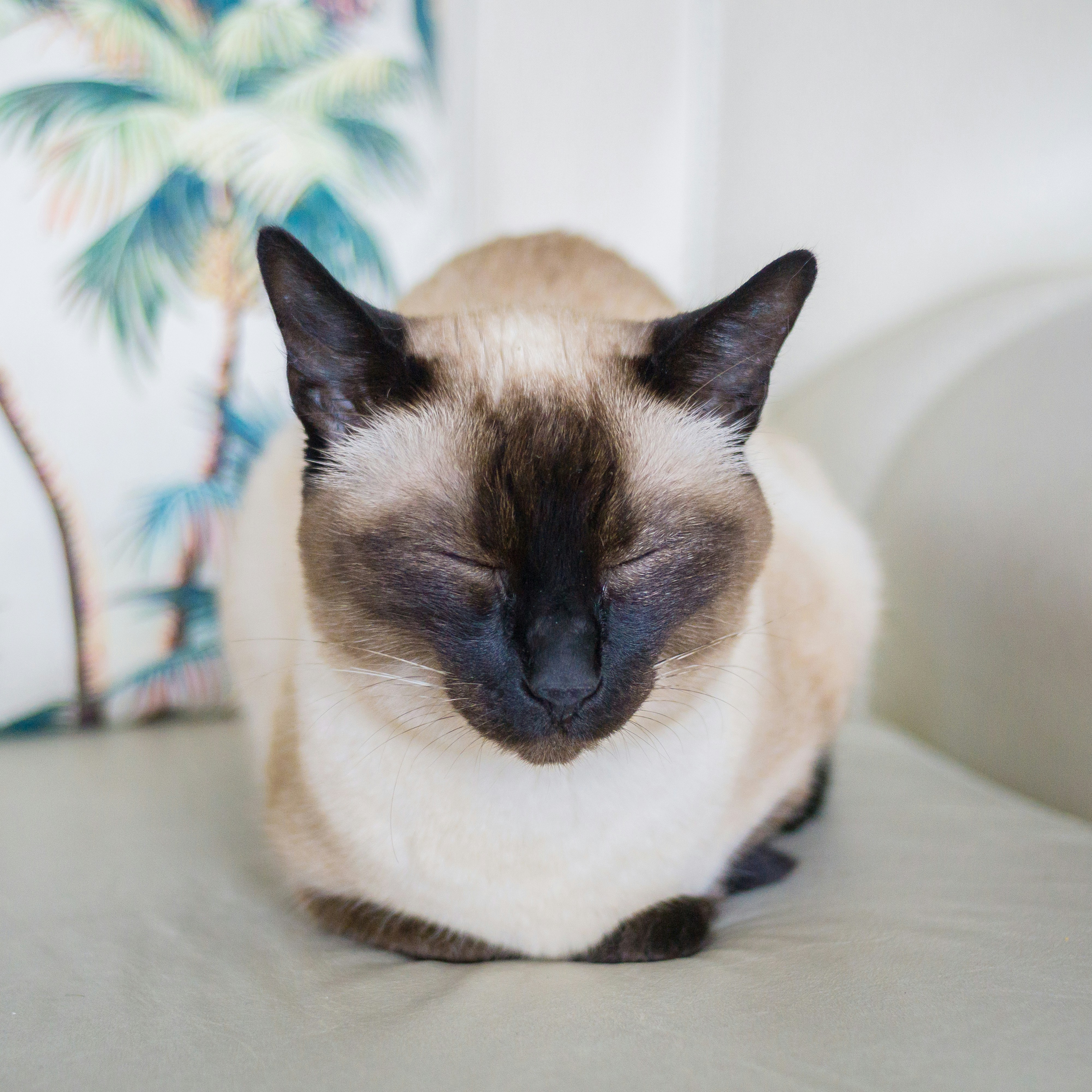 Siamese: Chatty Companions Who Never Let Go (image credits: unsplash)