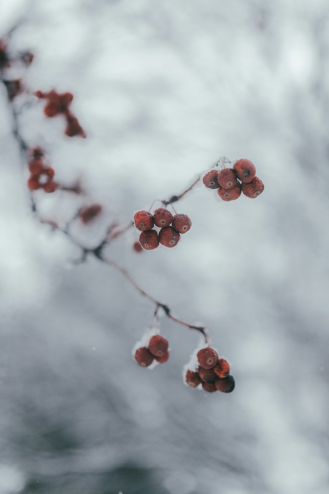 red round fruits on tree branch under white clouds
