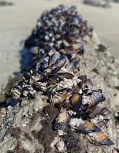 A close-up view of a cluster of mussels attached to a rock surface, with sunlight highlighting their glossy dark shells. The rock is partially covered with green and brown algae, and the beach sand is visible in the blurred background.