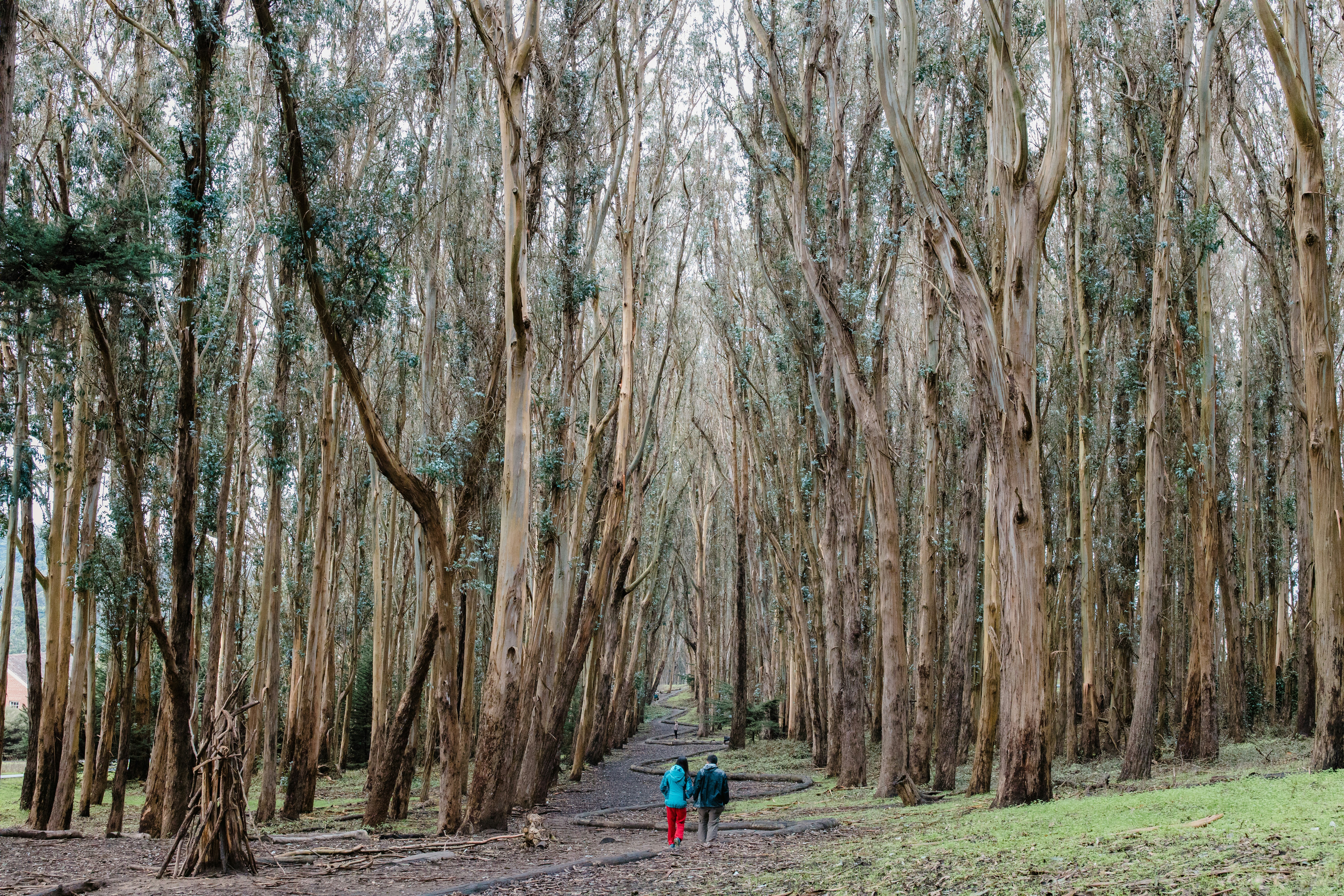 Walker among rows of tall pale tree trunks