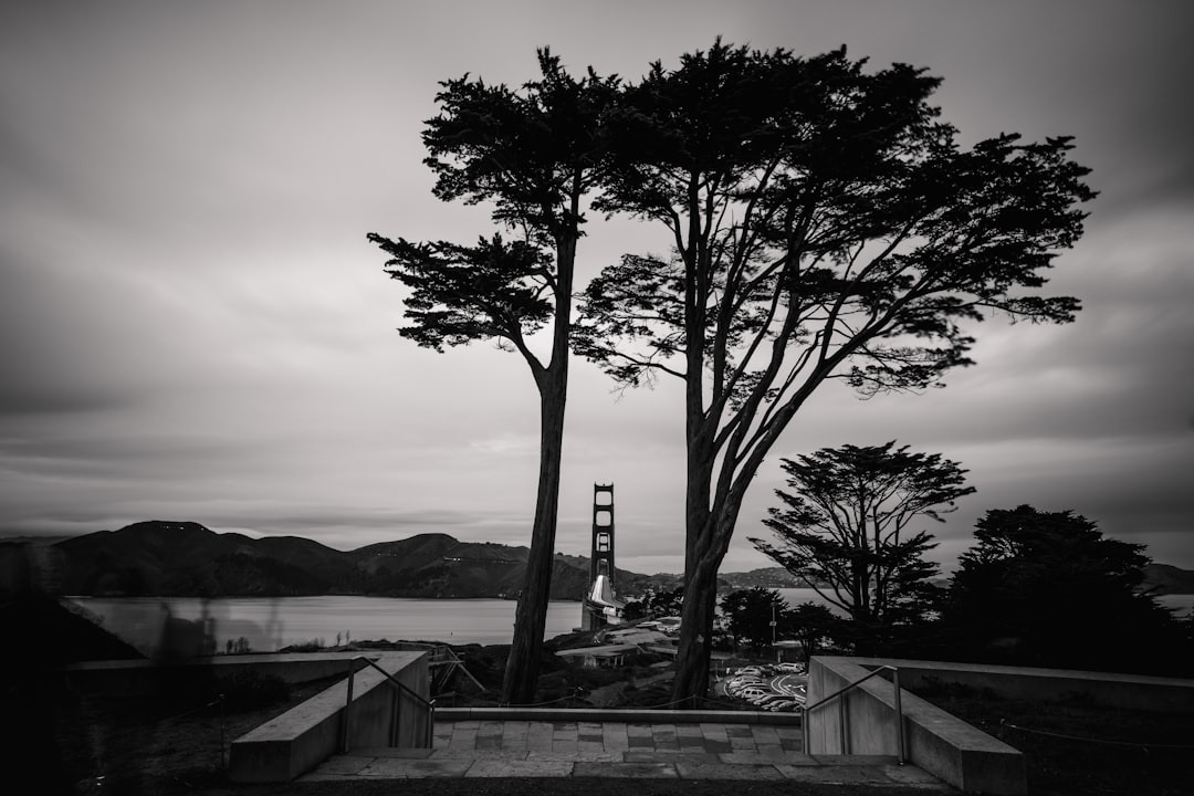 bare tree near body of water during daytime