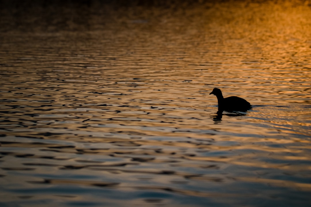 2 black swans on water during daytime