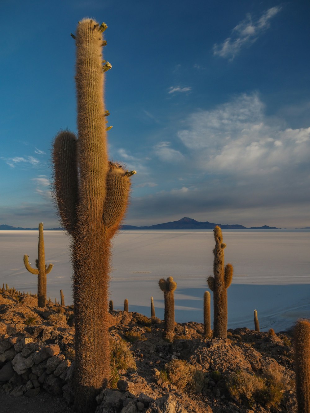 Brauner Kaktus auf braunem Felsen in der Nähe von Gewässern tagsüber