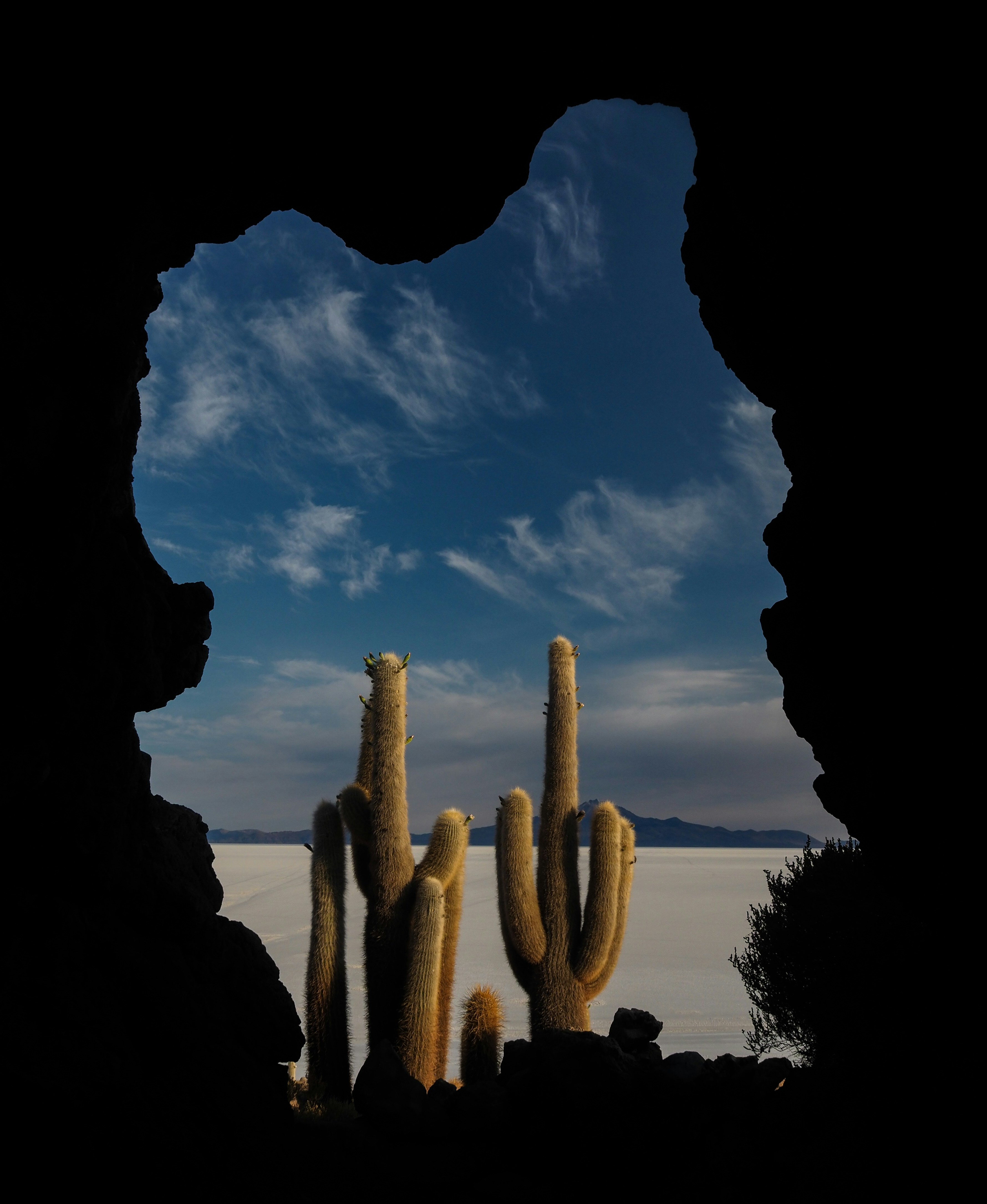 cactus plant on rock formation during daytime