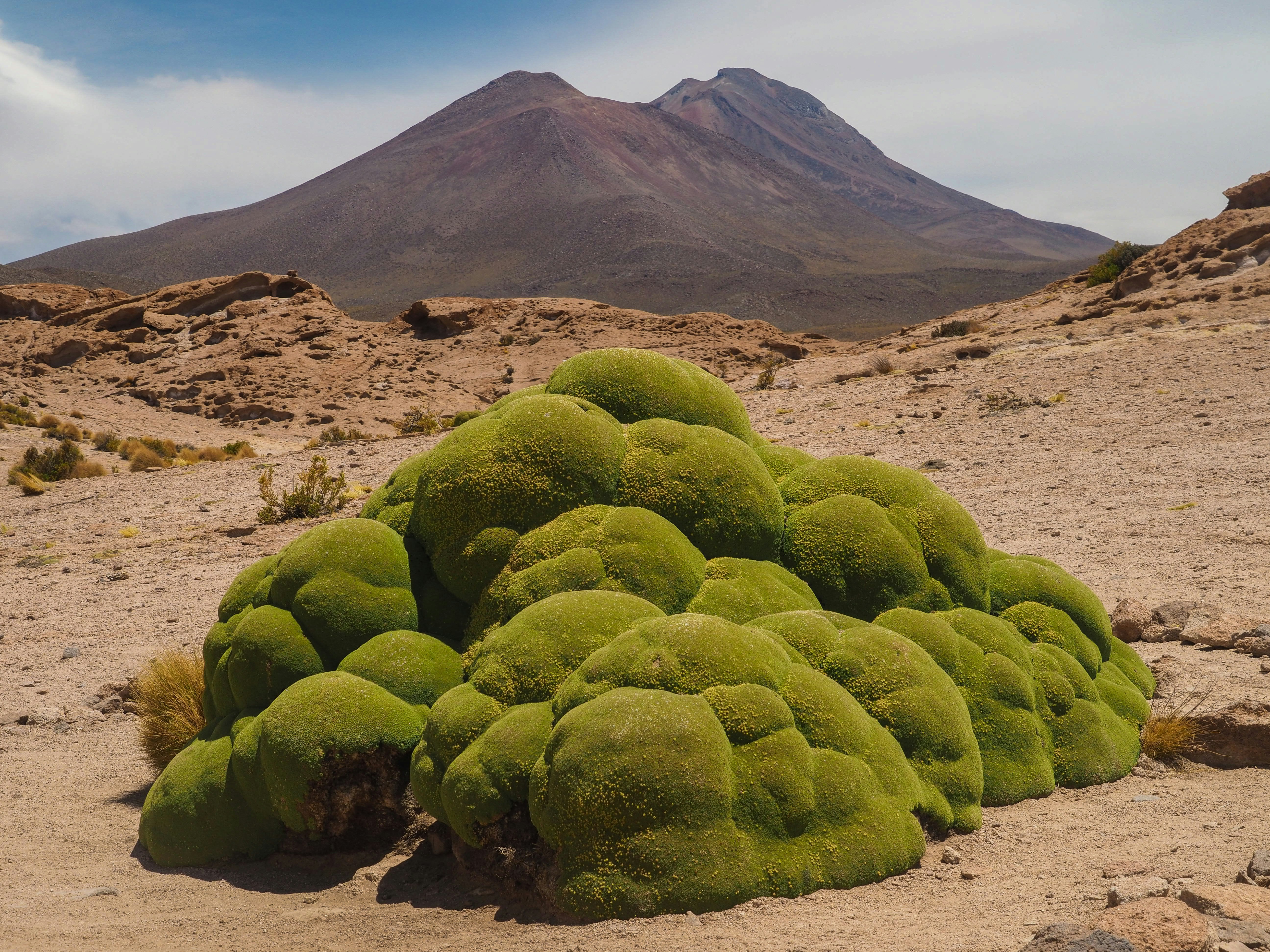 Why Kilimanjaro’s Flora Matters for the World (image credits: unsplash)