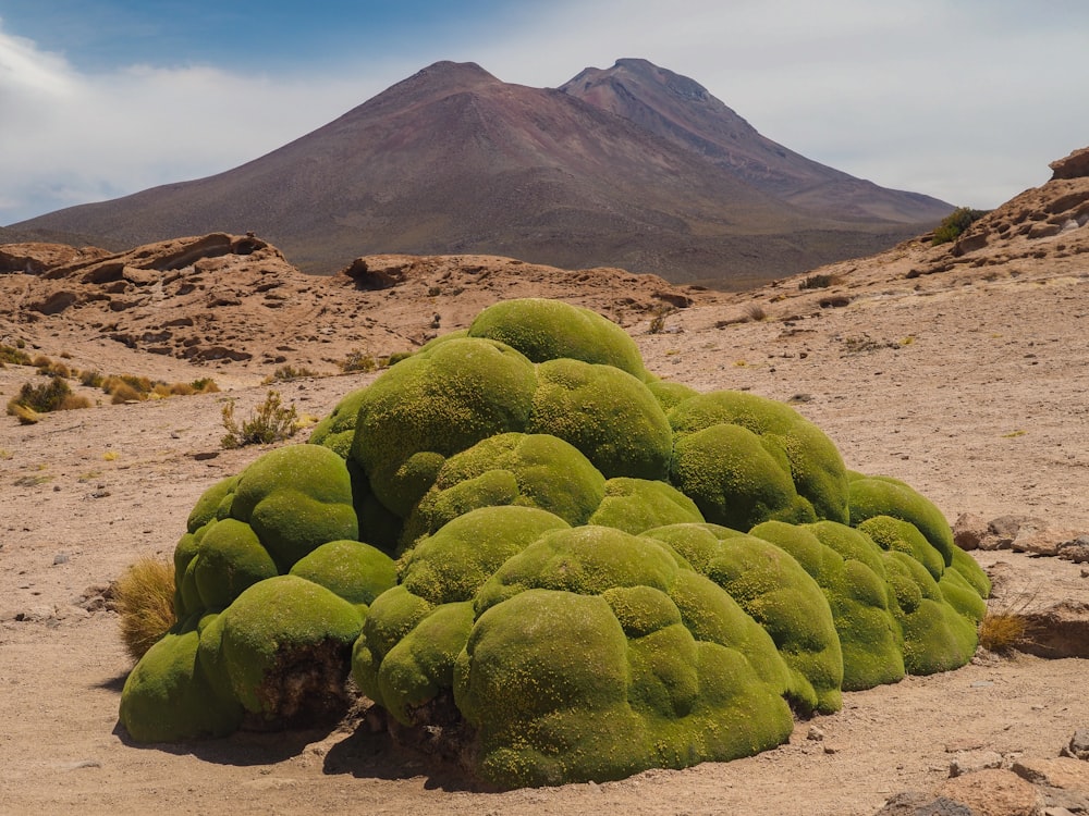 green round fruit on brown soil